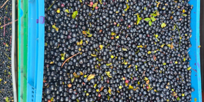 Venderé mayores cantidades de frutos del bosque limpios y