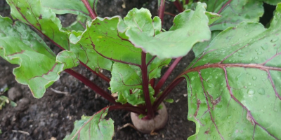 Vendo remolacha roja, variedad agua, preparada a pedido, precio