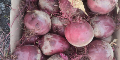 Vendo remolacha roja, variedad agua, preparada a pedido, precio