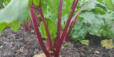 Vendo remolacha roja, variedad agua, preparada a pedido, precio