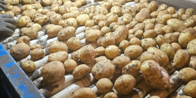 Hola tengo papas en bolsa grande y bolsa, si