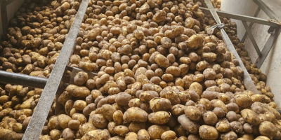 Hola, tengo papas en bolsas grandes y en bolsas