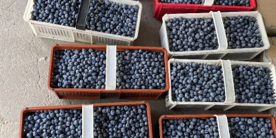 Arándanos grandes y dulces, sin fertilizantes ni fumigaciones.