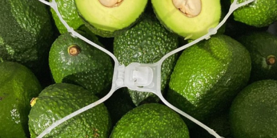 Aguacate Fresco origen Hass Perú o Colombia Todos los