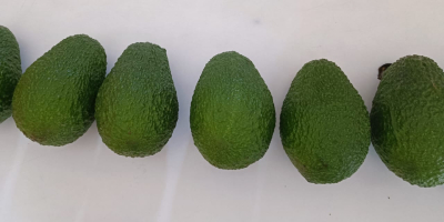 Aguacate Fresco origen Hass Perú o Colombia Todos los