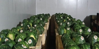 Fresh Avocado Hass origin Peru or Colombia All calibers