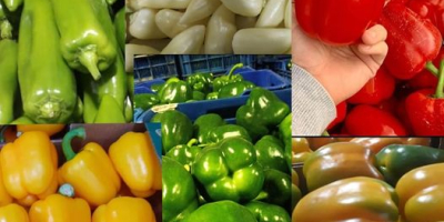 Fresh Limes Tahiti Colombia All calibers available Packaging: 4,5kg