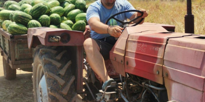 La mejor sandía de la región. Dulce y fresca.