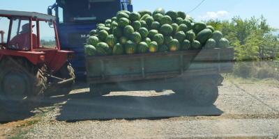 La mejor sandía de la región. Dulce y fresco.