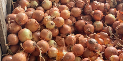 Cebolla negra de la variedad Croket (para almacenamiento a