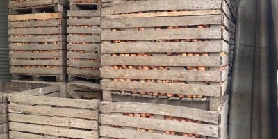 Cebolla negra de la variedad Croket (para almacenamiento a