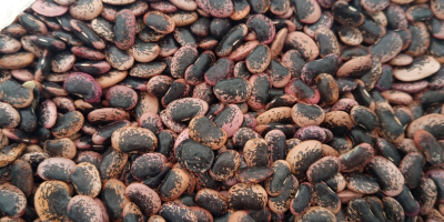 Hola, tenemos frijoles jack enanos a la venta, tamaño