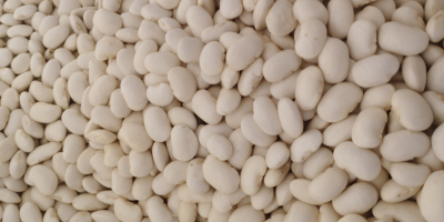 Hola, tenemos frijoles jack enanos a la venta, tamaño