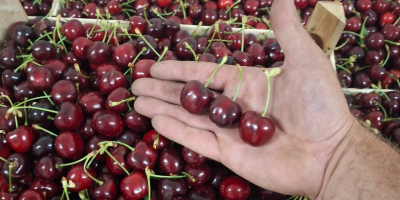 Cebollas "Pogačar" (Stuttgarter Reisen) envase blando 10 kg. ¡Empaquetado