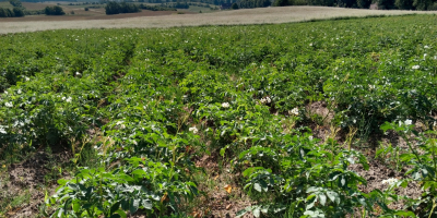 Hola. Tengo patatas nuevas a la venta, cortadas por