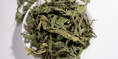 hoja de diente de león orgánico, Taraxacum officinale folia