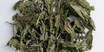 hoja de diente de león orgánico, Taraxacum officinale folia