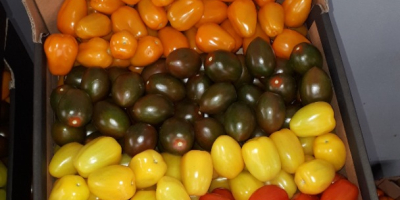 Venderé tomates cherry, dátiles y una mezcla de 4