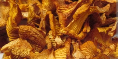Ofrecemos setas silvestres (boletus, rebozuelos). Secas o congeladas.