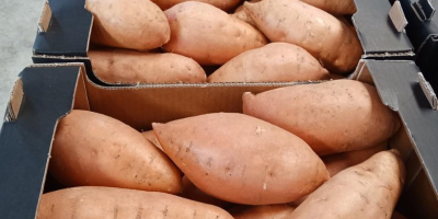 Venderé batatas País de origen Egipto Productos envasados en