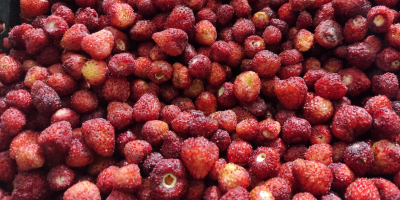 Venta de fresas silvestres congeladas instantáneas (fragaria vesca). País