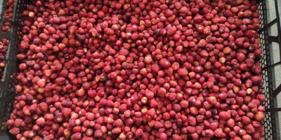 Venta de fresas silvestres congeladas instantáneas (fragaria vesca). País