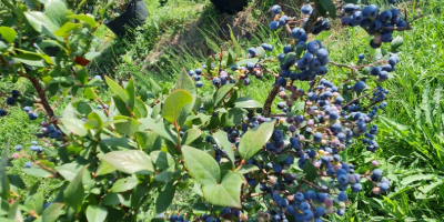 Vendo arándanos cultivados a 5 euros el kg.