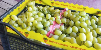 Uvas, más variedades de origen macedonio, griego y moldavo.