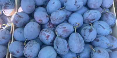 Ofrecemos ciruelas de calidad para consumo, aguardiente y procesamiento.