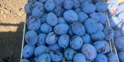 Ofrecemos ciruelas de calidad para consumo, aguardiente y procesamiento.