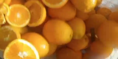 Naranjas de zumo de Marruecos .. variedad.maroc Lat