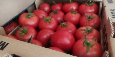 Tenemos a la venta un camión lleno de tomates,