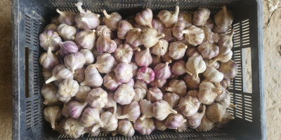 Venta de ajo variedad Harnaś, tamaño de 5 cm