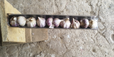 Venta de ajo variedad Harnaś, tamaño de 5 cm