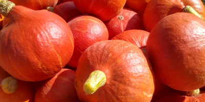 Vendo calabaza Hokkaido, limpia y sin defectos, lista para