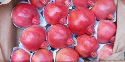 Exportación de frutos frescos de granada desde Uzbekistán, temporada