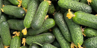 Venta de pepino molido directamente del productor Clasificado mecánicamente