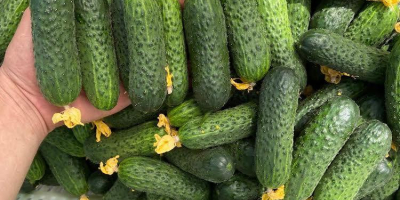 Venta de pepino molido directamente del productor Clasificado mecánicamente