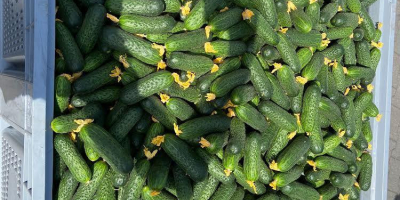 Venta de pepino molido directamente del productor Clasificado mecánicamente