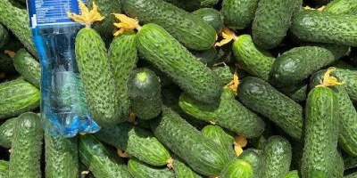 Venta de pepino molido directamente del productor Clasificado mecánicamente