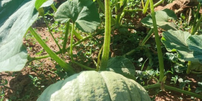 hola,[teléfono]emos una buena cosecha de unas dulces calabazas redondas