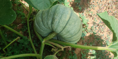 hola,[teléfono]emos una buena cosecha de unas dulces calabazas redondas