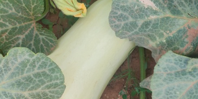 hola,[teléfono]emos una buena cosecha de unas dulces calabazas redondas