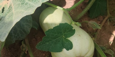 hola,[teléfono]emos una buena cosecha de unas dulces calabazas redondas