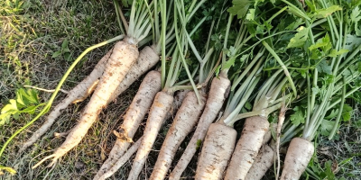 Vendo perejil bonito, recién cortado, variedad arat, por encargo