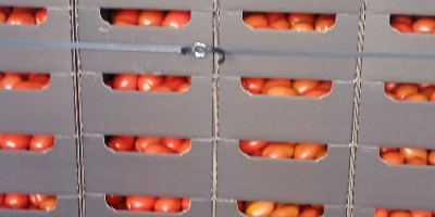 Venderé tomates pera a cubierto. Embalado en caja de