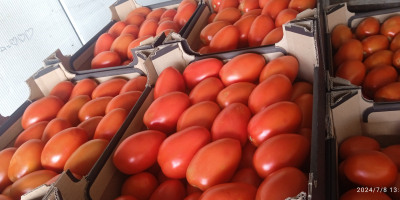 Venderé tomates pera a cubierto. Embalado en caja de