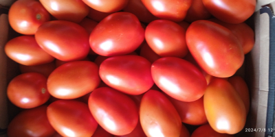 Venderé tomates pera a cubierto. Embalado en caja de