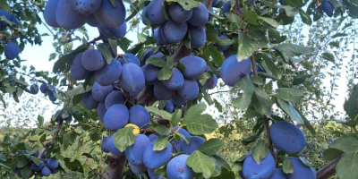 La explotación agrícola Voce Ciric Gola Glava produce desde