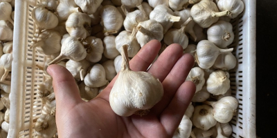 Venta de ajetes tiernos, cortados cortos o en trenzas.